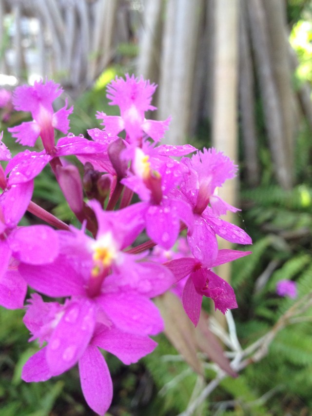 © irene waters 2015