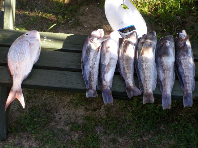 © irene waters 2015