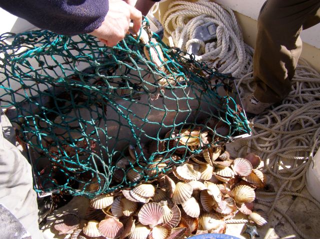 © irene waters 2015