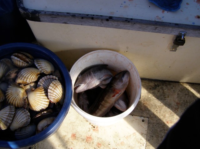 © irene waters 2015