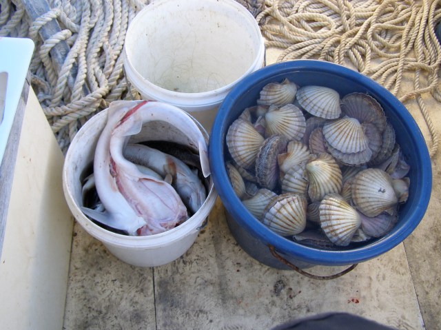 © irene waters 2015