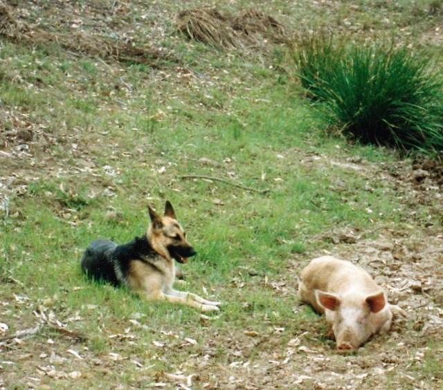 © irene waters 2015