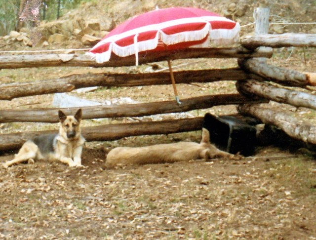 © irene waters 2015