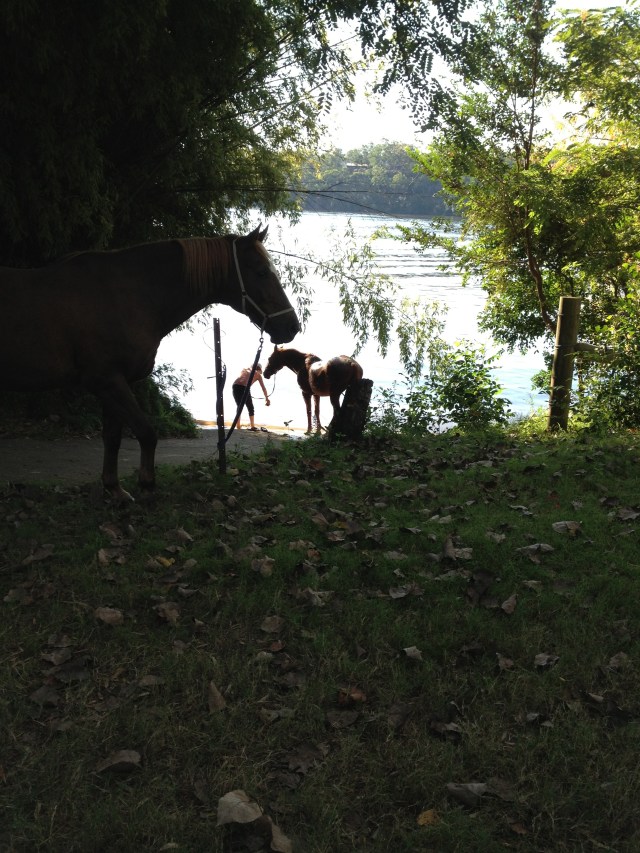 © irene waters 2015