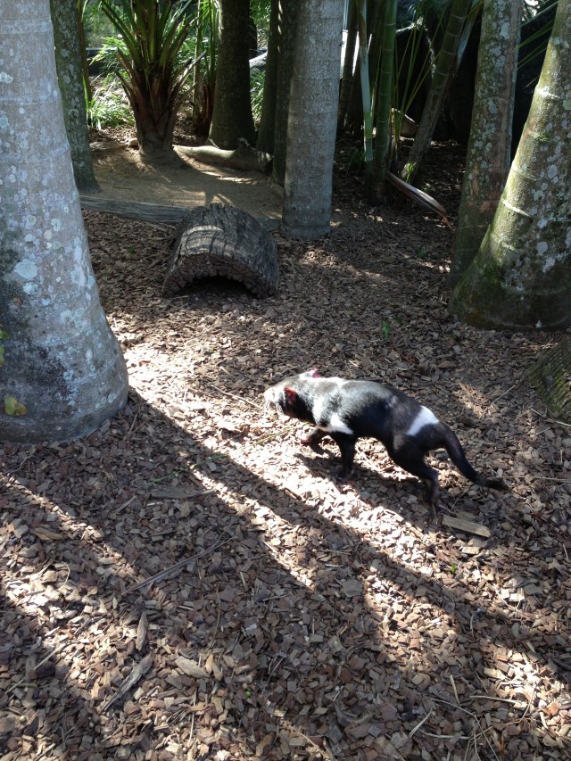 © irene waters 2015