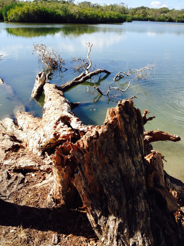 © irene waters 2015