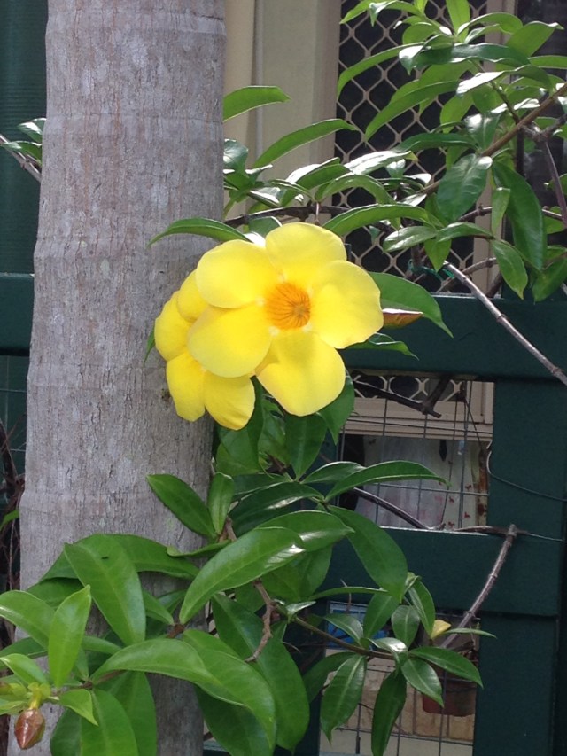 © irene waters 2015