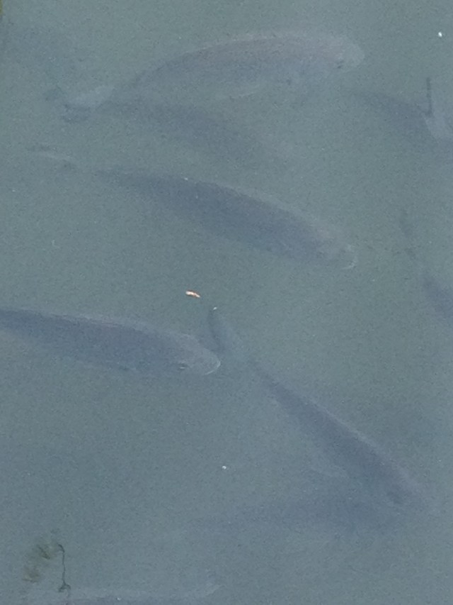 © irene waters 2015