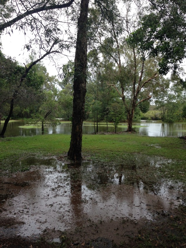 © irene waters 2015