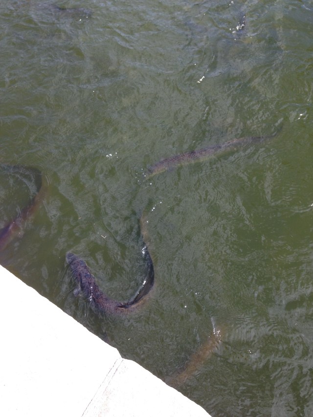 © irene waters 2015