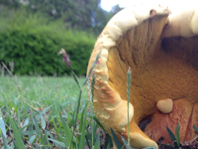 © irene waters 2015