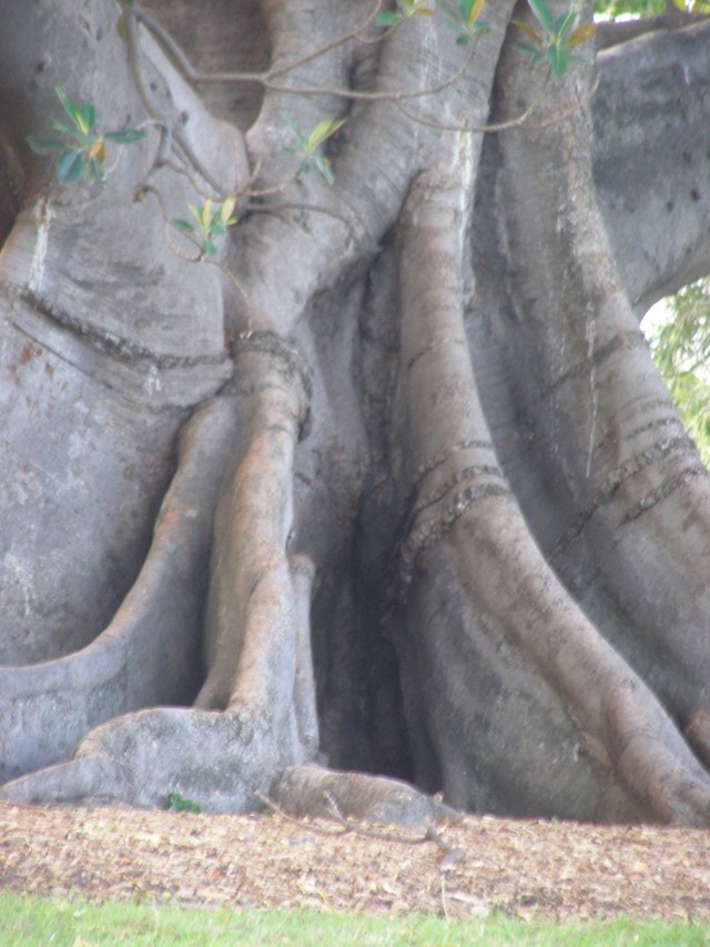 © irene waters 2015