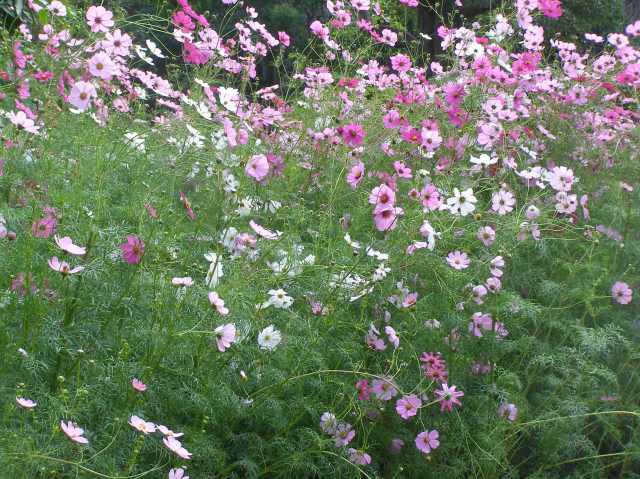 © irene waters 2015