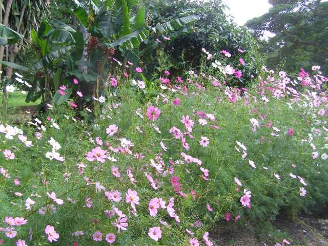 © irene waters 2015