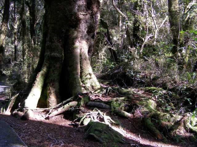 © irene waters 2015