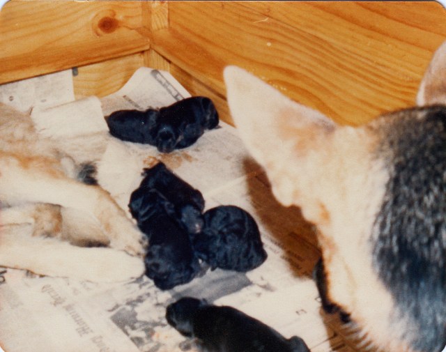 © irene waters 2015