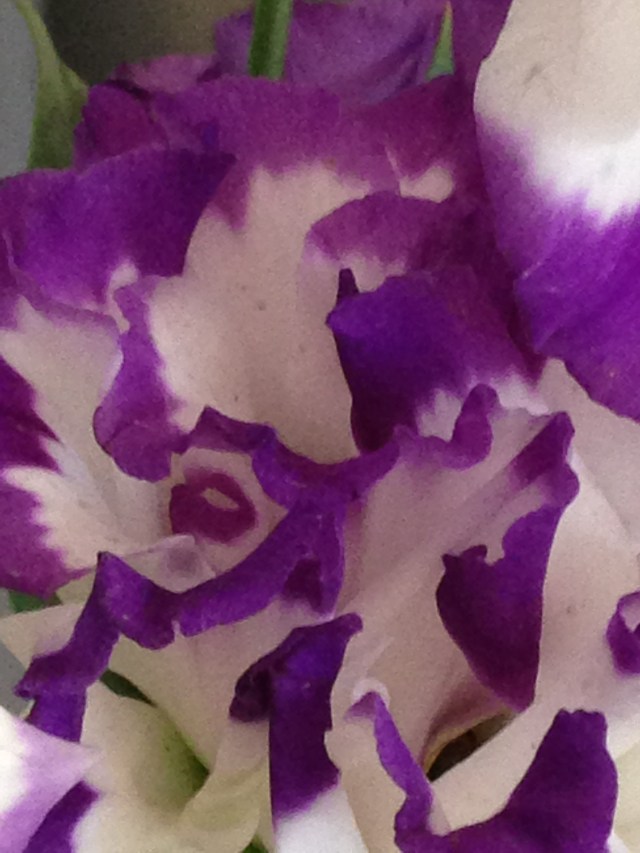 © irene waters 2015