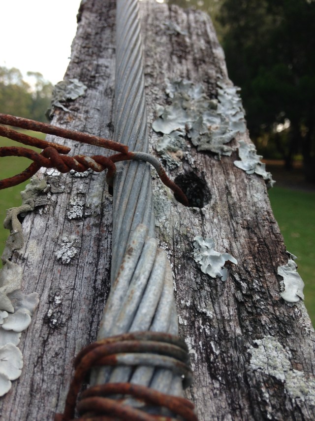 © irene waters 2015