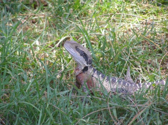 © irene waters 2015