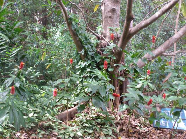 © irene waters 2015