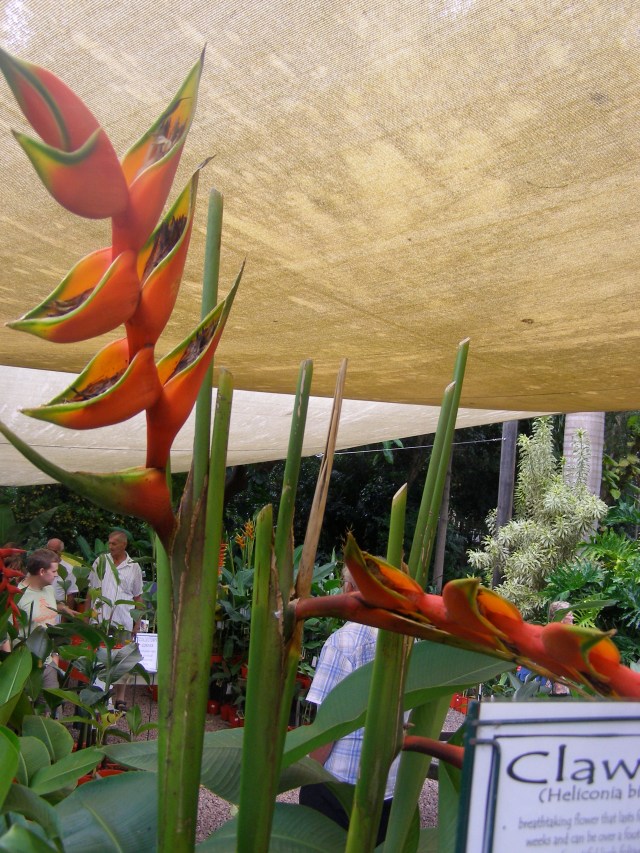 © irene waters 2015