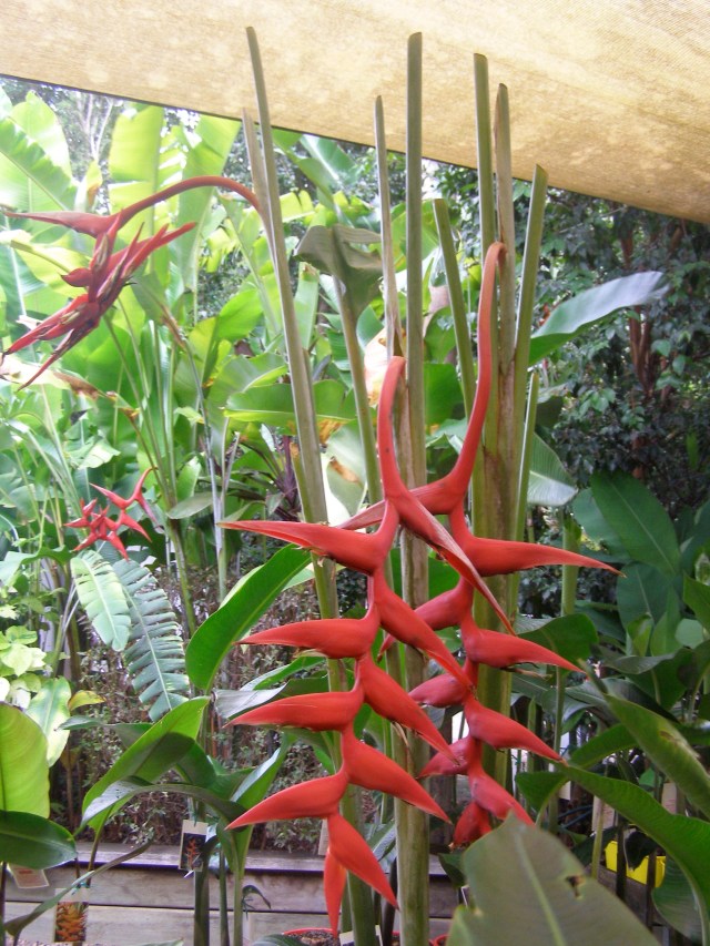 © irene waters 2015