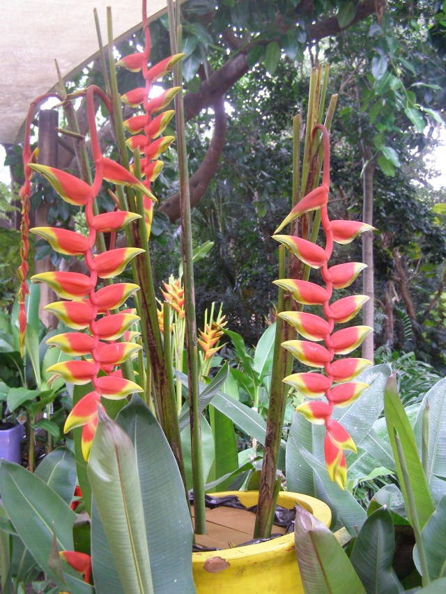 © irene waters 2015