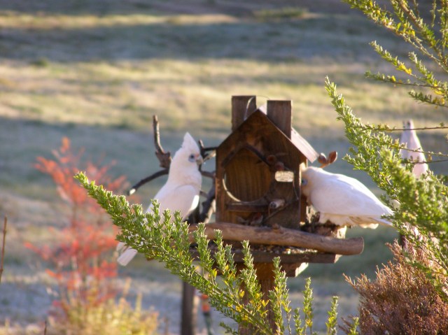 © irene waters 2015