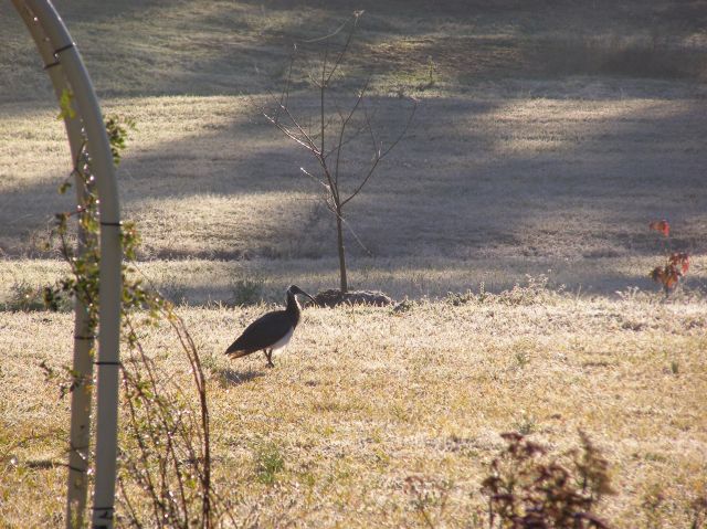 © irene waters 2015