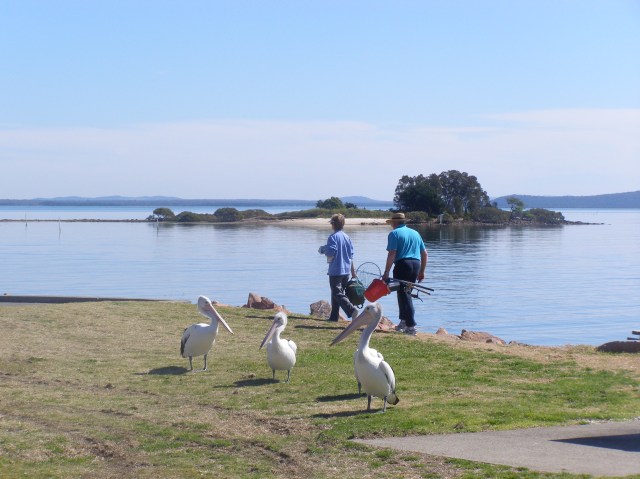 © irene waters 2015