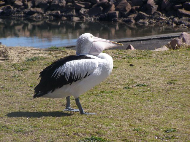 © irene waters 2015