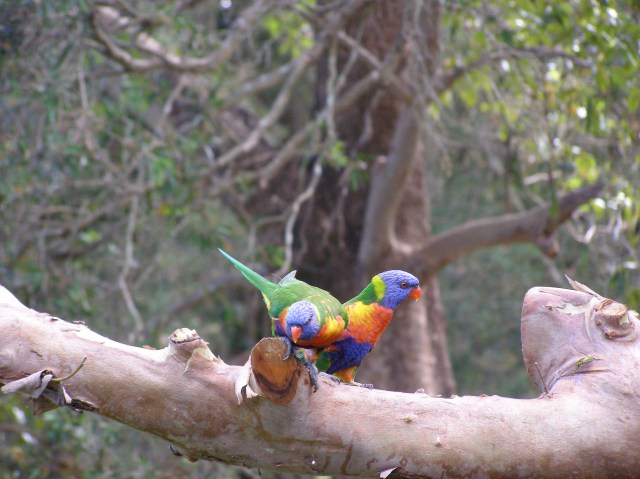 © irene waters 2015