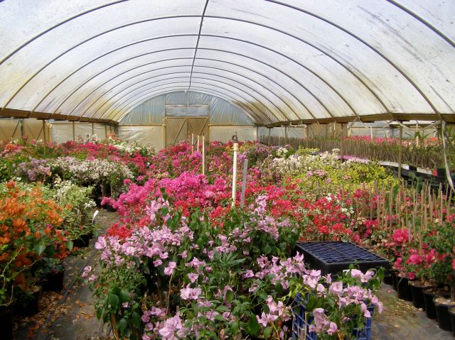 © irene waters 2015