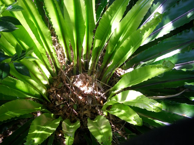 © irene waters 2015