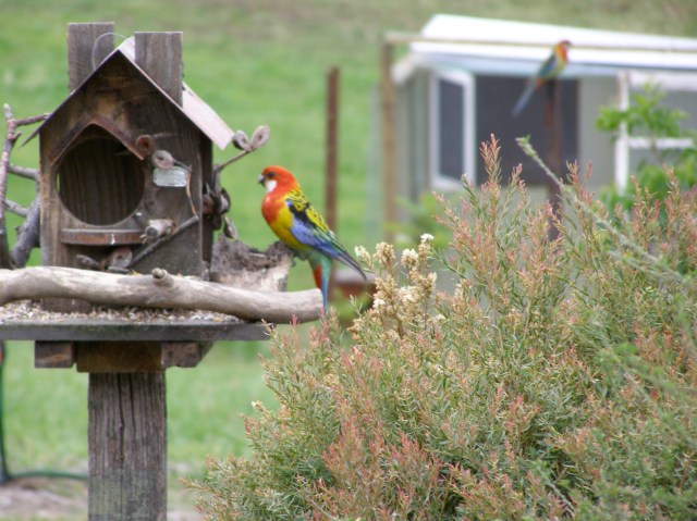 © irene waters 2015