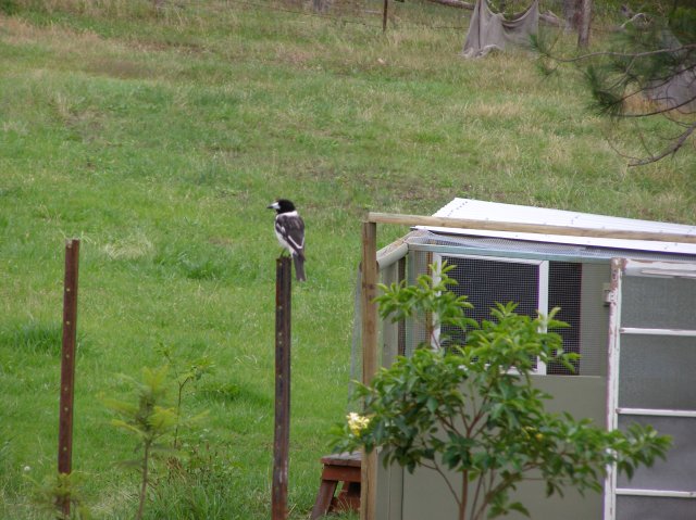 © irene waters 2015