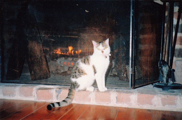 © irene waters 2015