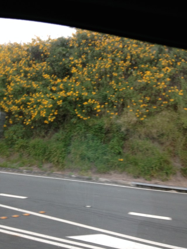 © irene waters 2015