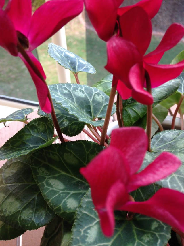 © irene waters 2015