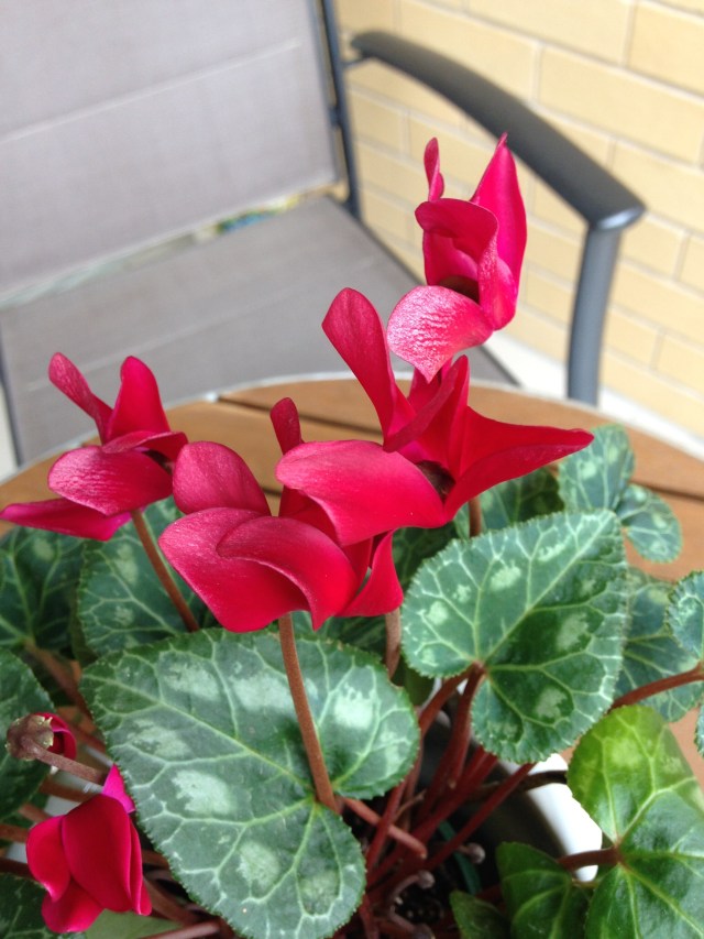 © irene waters 2015