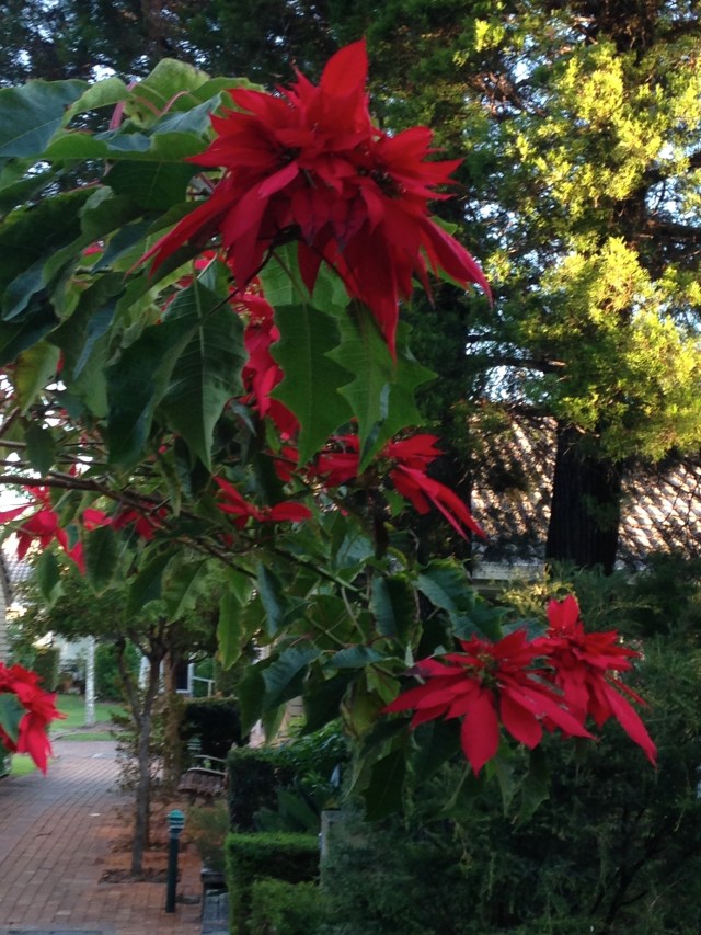 © irene waters 2015