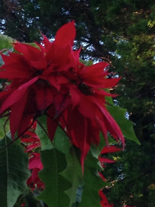 © irene waters 2015