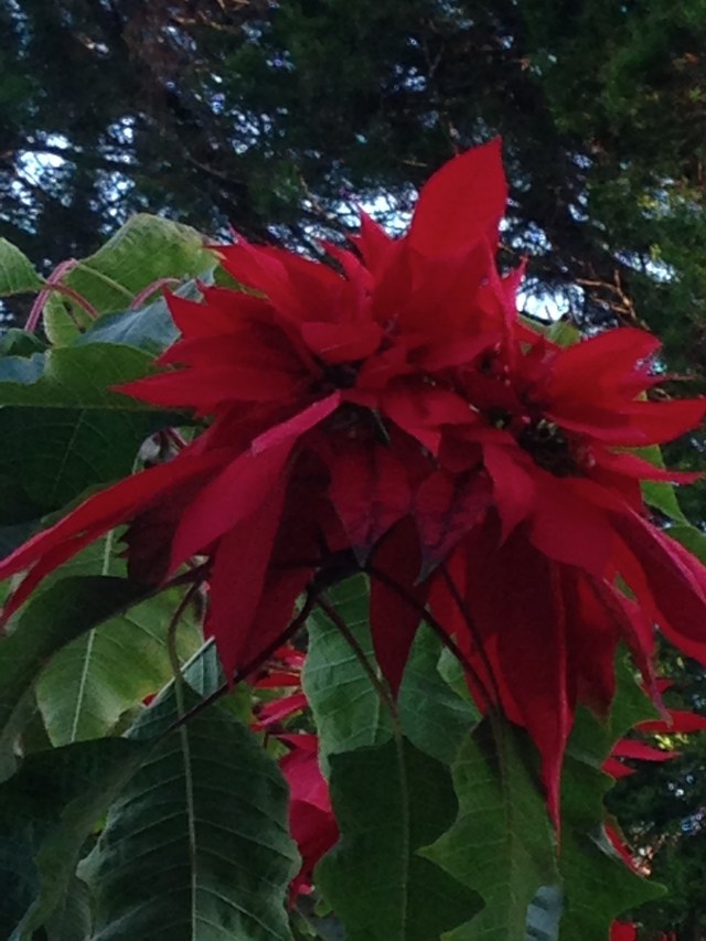 © irene waters 2015