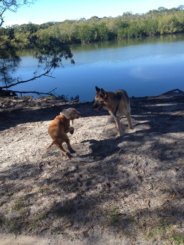 © irene waters 2015