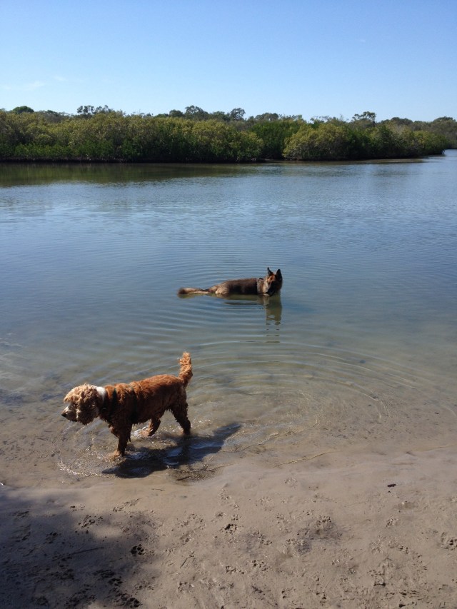 © irene waters 2015