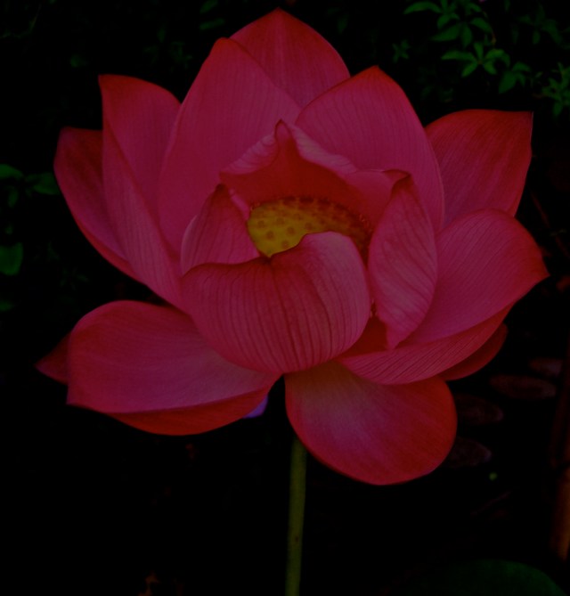 © irene waters 2015