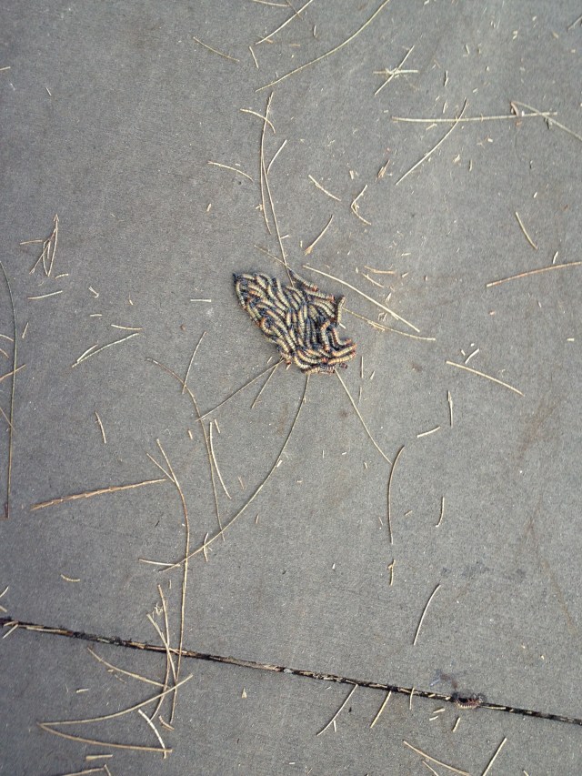 © irene waters 2015