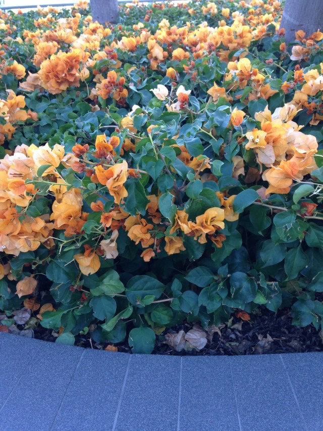 © irene waters 2015