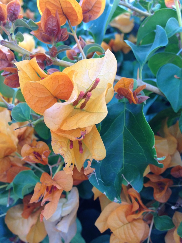 © irene waters 2015