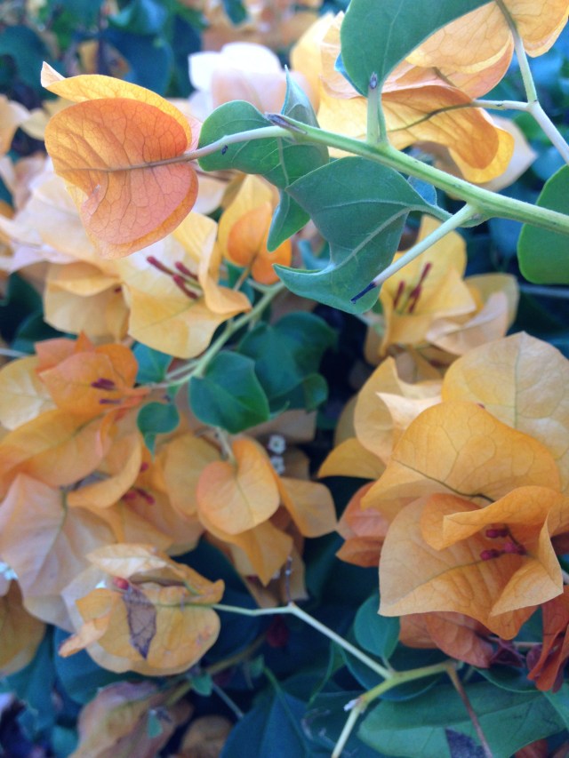 © irene waters 2015